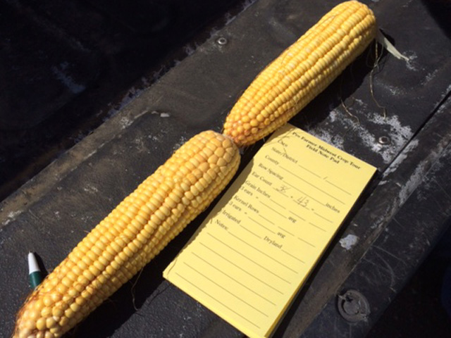 Scouts on the western leg of the Pro Farmer Midwest Crop Tour estimated yields in this Madison County, Nebraska, dryland field at 165.24 bushels per acre. (DTN photo by Pamela Smith)